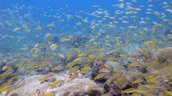 Koh Kood Divers (Ko Kut) - All You Need to Know BEFORE You Go