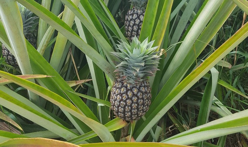 Baby pineapples in the field.