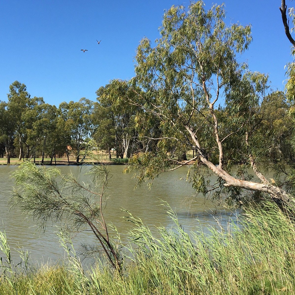 Река дарлинг полноводна круглый. Река Дарлинг. Река Вентворт. Река Дарлинг в Австралии фото. Darling River.