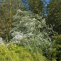 Summer 2017 - be aware of Giant Hogweed in the warmer months but a great dog walking forest.