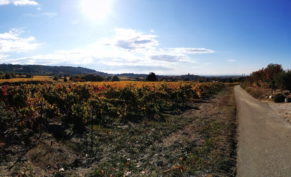 avignon wine tour francois marcou