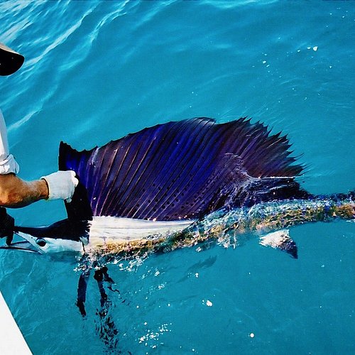 Good times with big fish on every line - Picture of Reel Teaser Fishing  Adventures, Broome - Tripadvisor