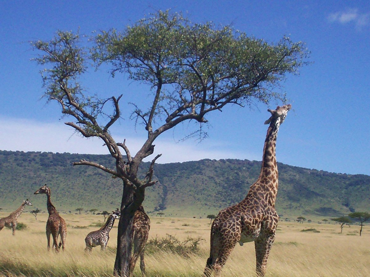 africa unadorned safaris