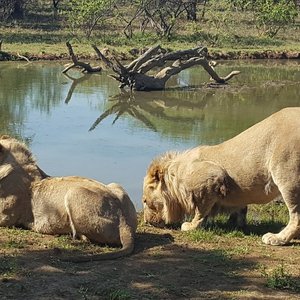 Molopo Game Reserve (North-West Province, แอฟริกาใต้) - รีวิว - Tripadvisor