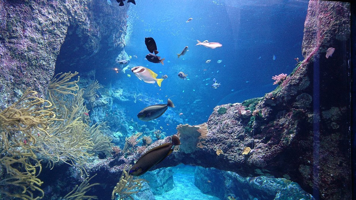 Aquarium de Biarritz Aktuell für 2023 - es sich? (Mit fotos)