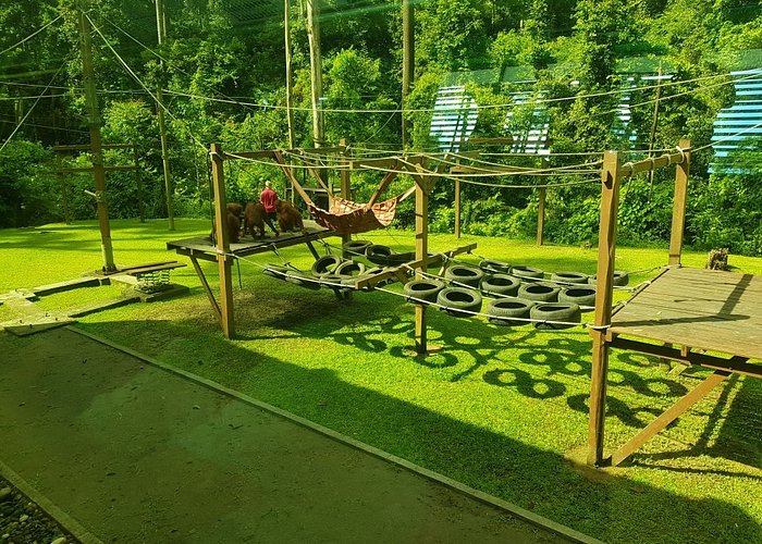Orangutan sanctuary