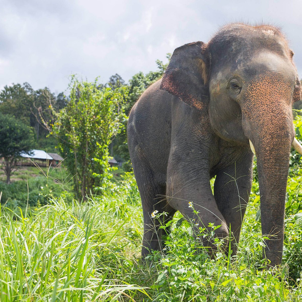 Thai thong Elephant.