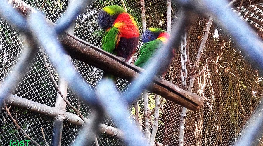 Colourful birds