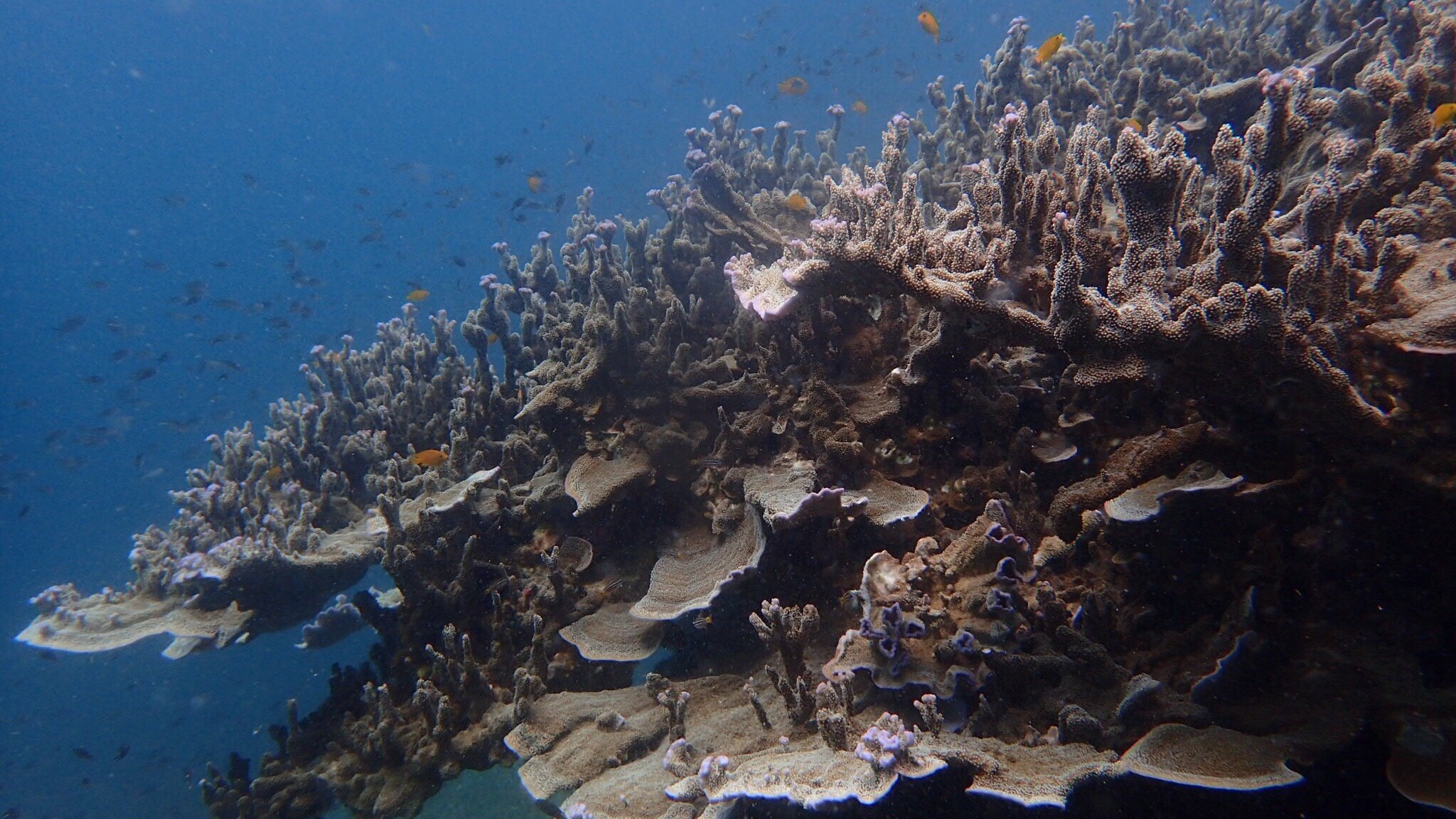 BAYU DIVE CENTER (Pulau Tioman): Tutto Quello Che C'è Da Sapere