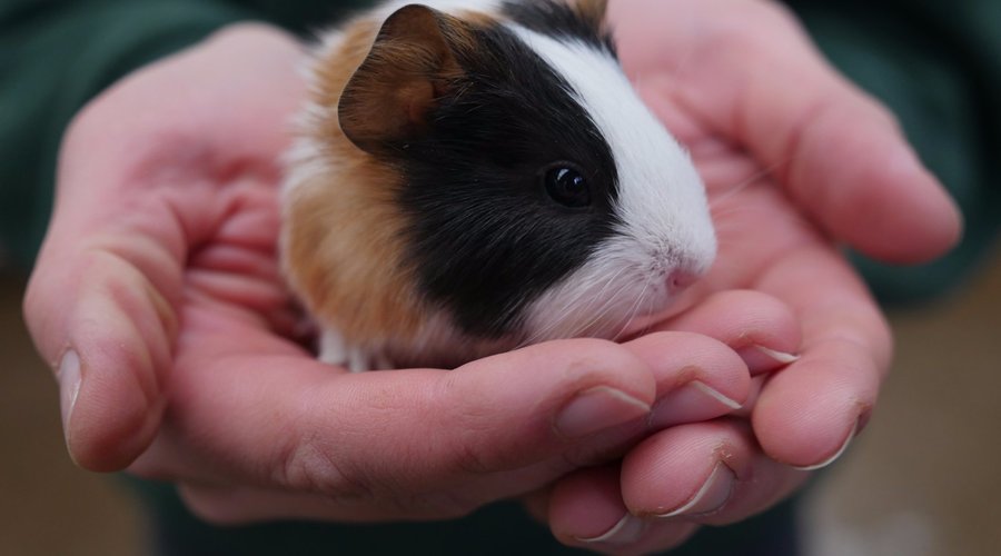 Baby Guinea Pig