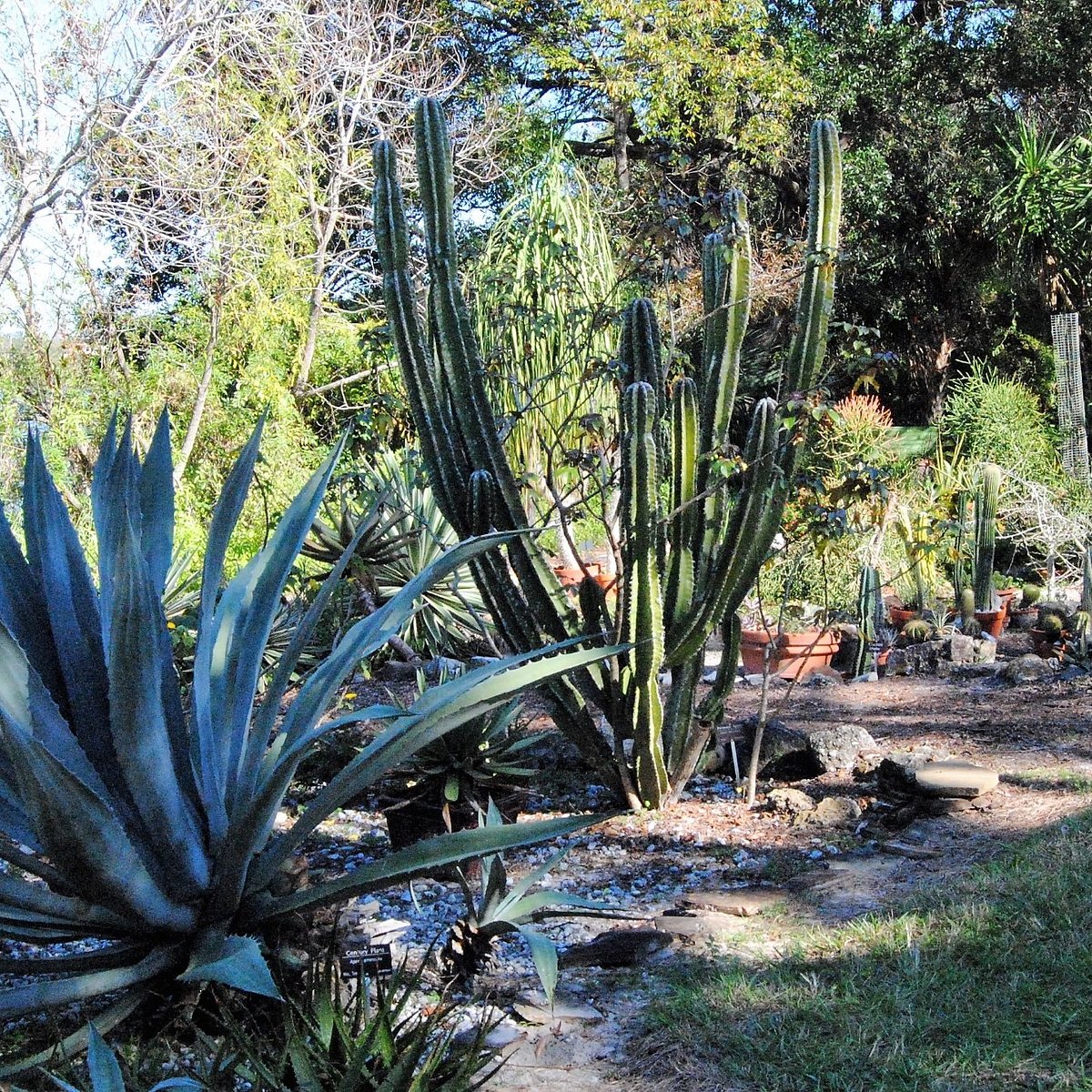 South Florida Botanical Gardens Tampa