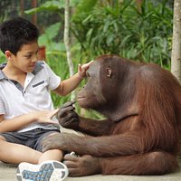 Valent, our friendly orang utan