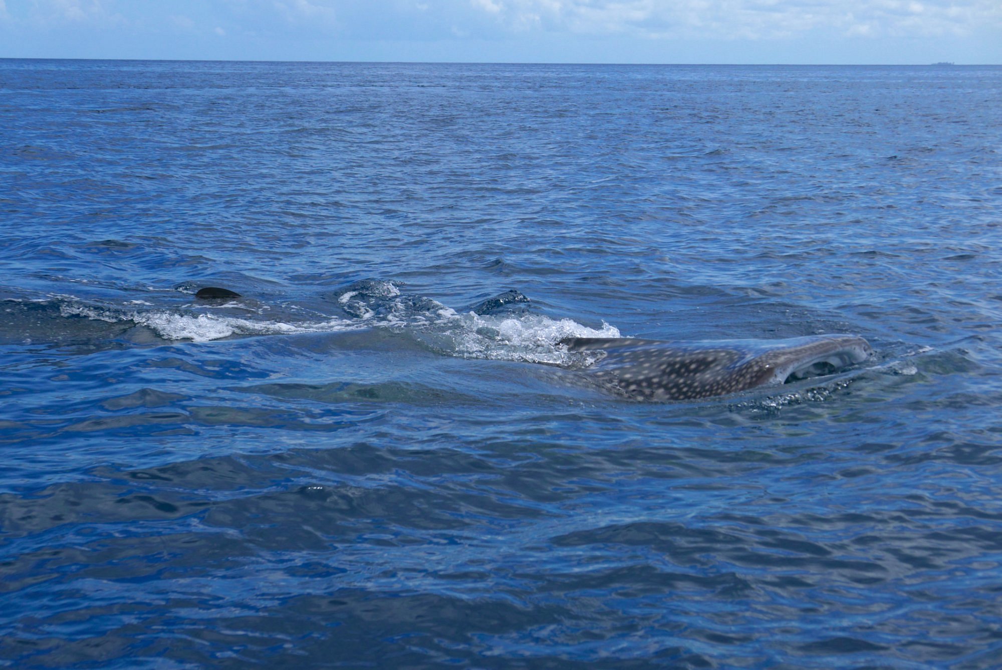 Afro Whale Shark Safari (Mafia Island) - All You Need to Know BEFORE You Go