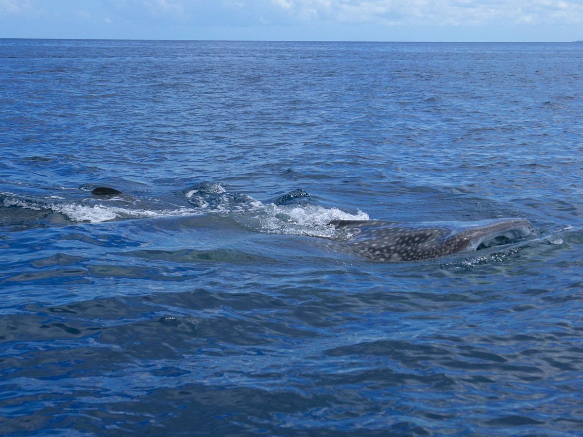 Afro Whale Shark Safari (Mafia Island) - All You Need to Know BEFORE You Go