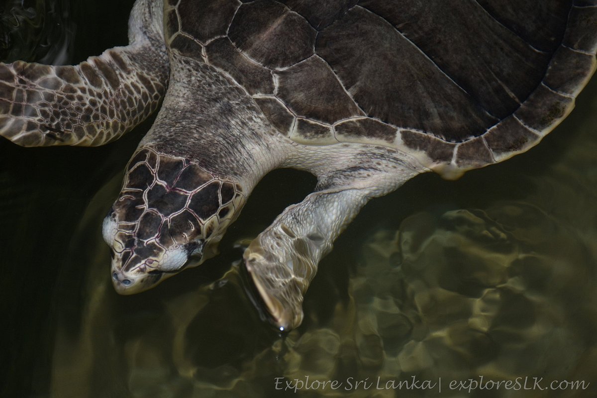 Induruwa Sea Turtle Conservation Project & Sea Turtle Information Center:  лучшие советы перед посещением - Tripadvisor