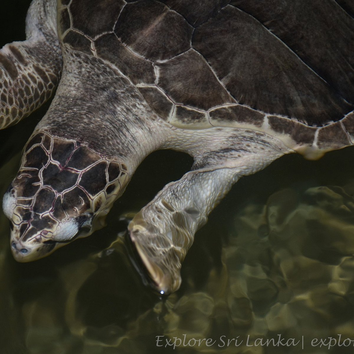 Induruwa Sea Turtle Conservation Project & Sea Turtle Information Center:  лучшие советы перед посещением - Tripadvisor