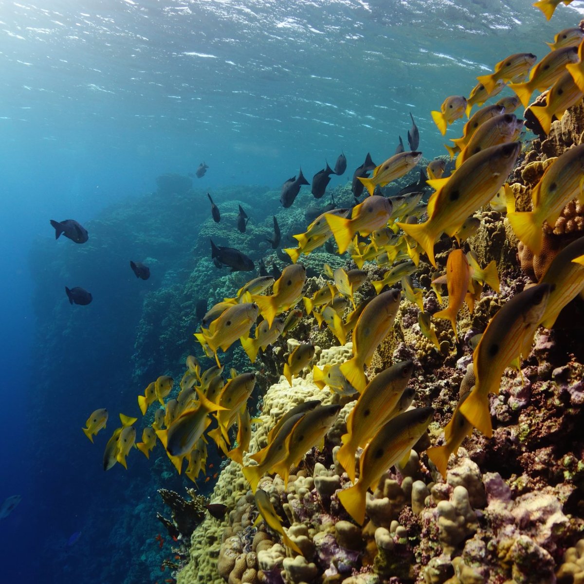 Elphinstone Reef, Марса-Алам: лучшие советы перед посещением - Tripadvisor