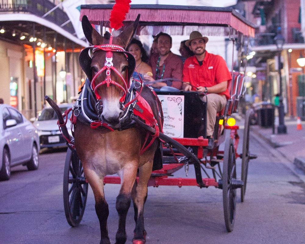 history and haunts carriage tour new orleans