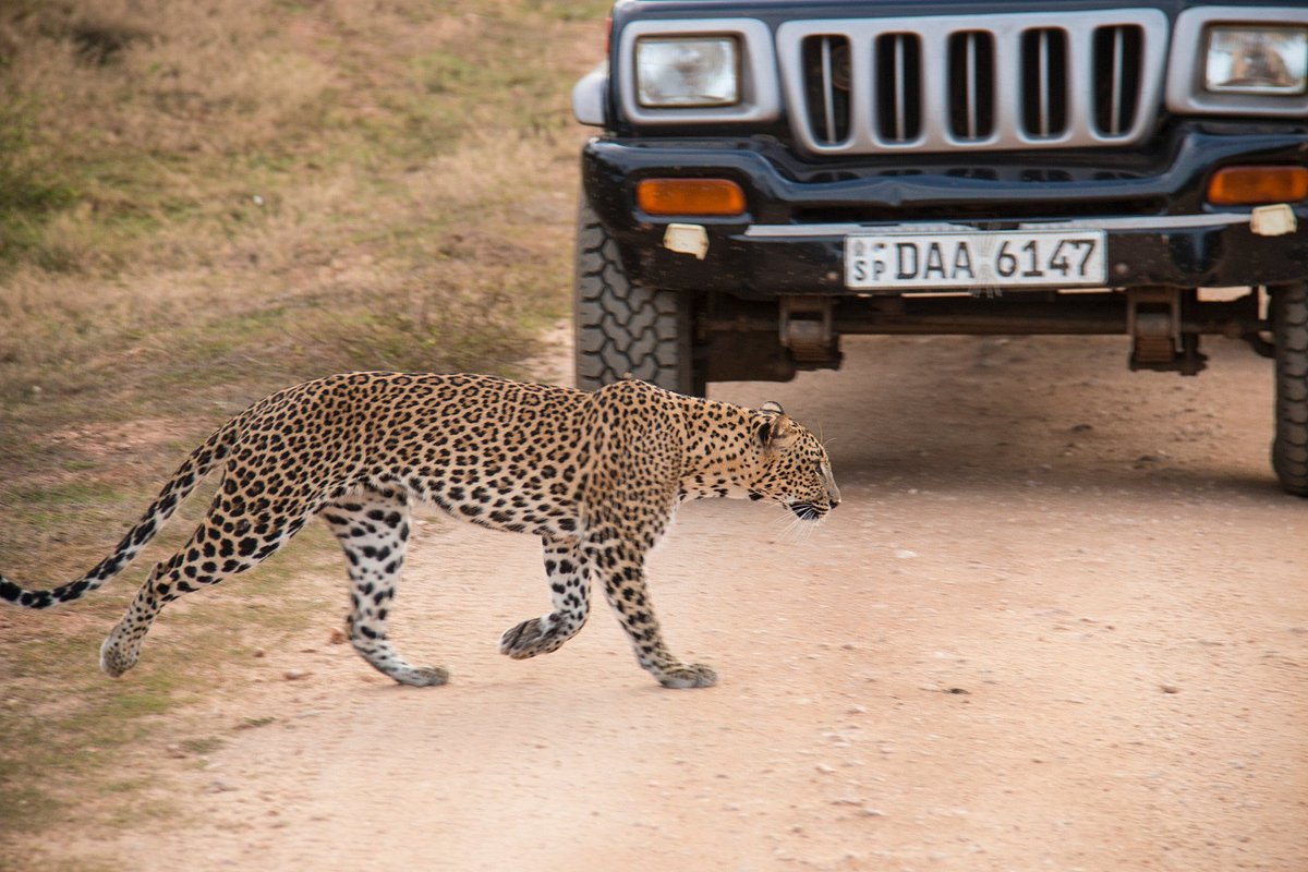 Sena Jeep Safari - All You Need to Know BEFORE You Go (2024)