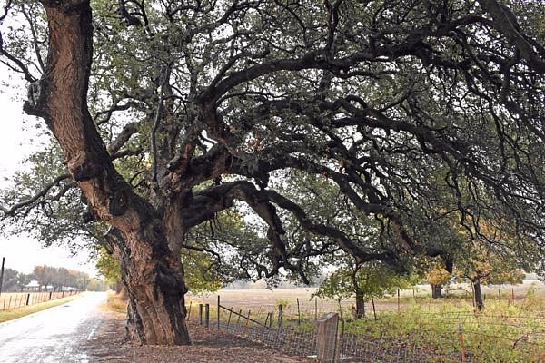 Wedding Oak Tree image