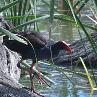 Moore hen