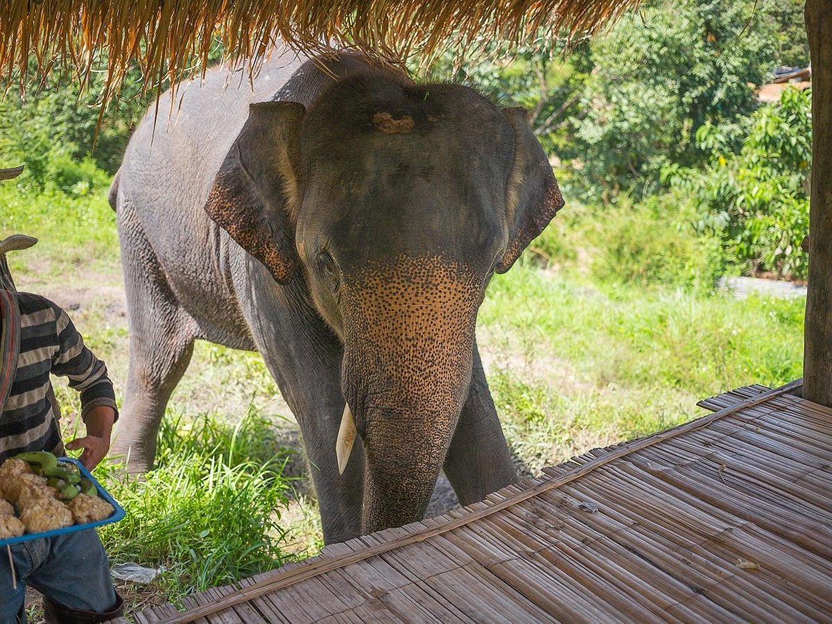 Life Story of Thong Suk (Jungle Boy) ทองสุข - Elephant Nature Park