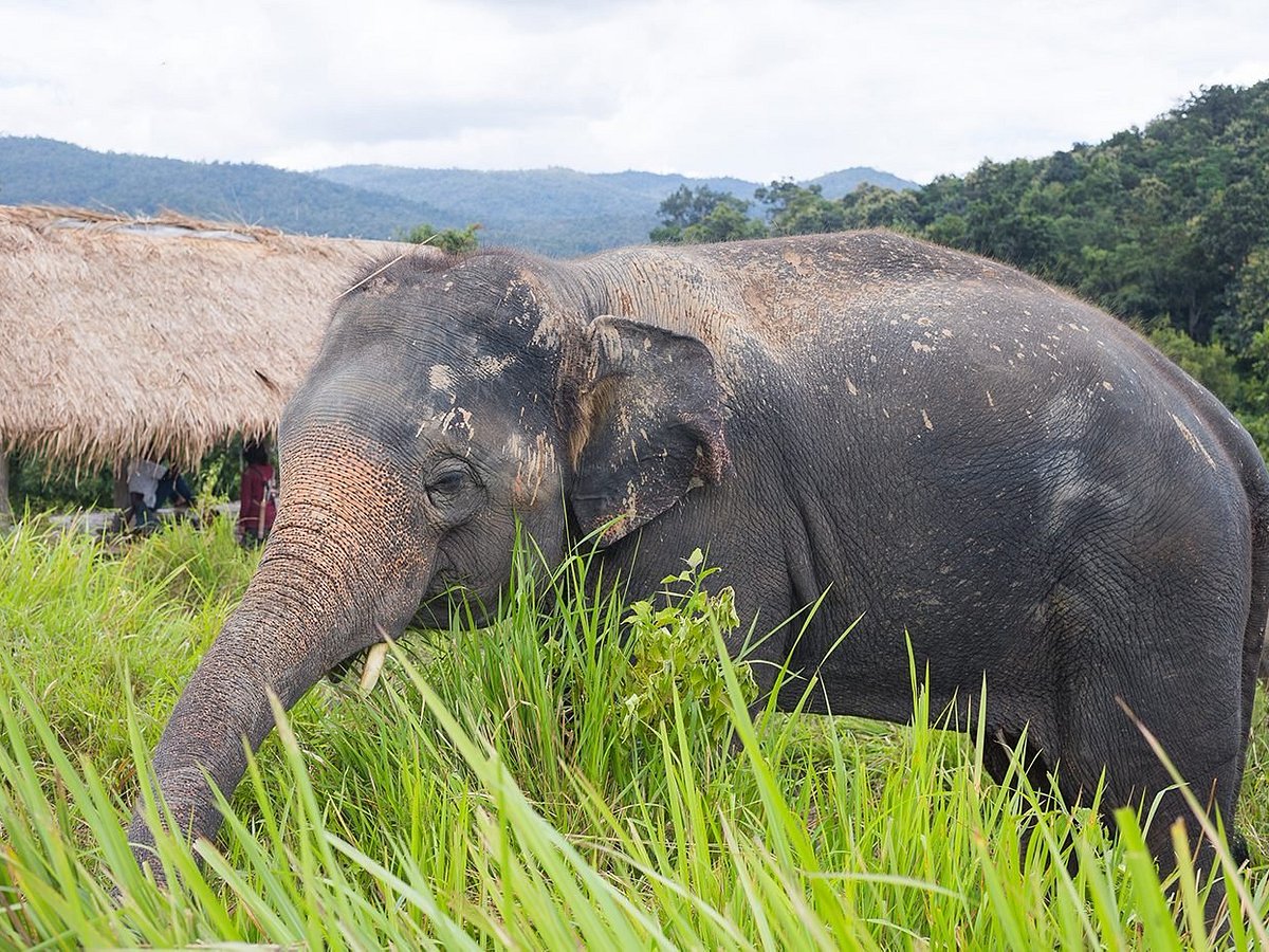 Life Story of Thong Suk (Jungle Boy) ทองสุข - Elephant Nature Park