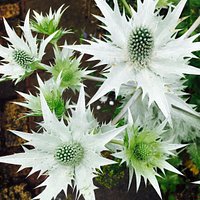 Eryngium Silver Ghost at Dove Cottage