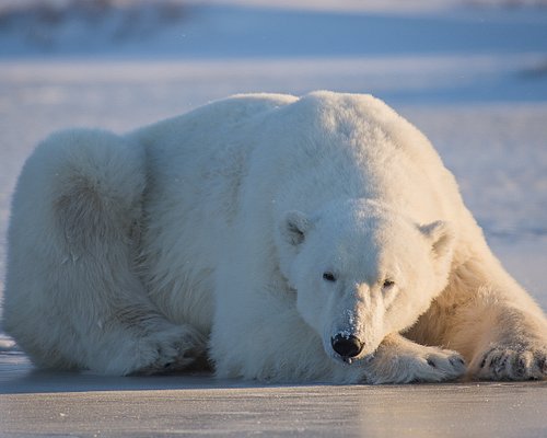 tour packages to churchill manitoba