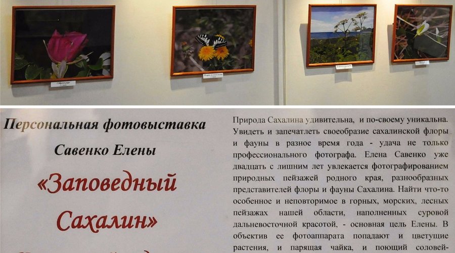 Персональные выставки местных авторов.