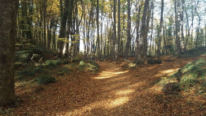 Imagen 8 de La Fageda d'en Jordà