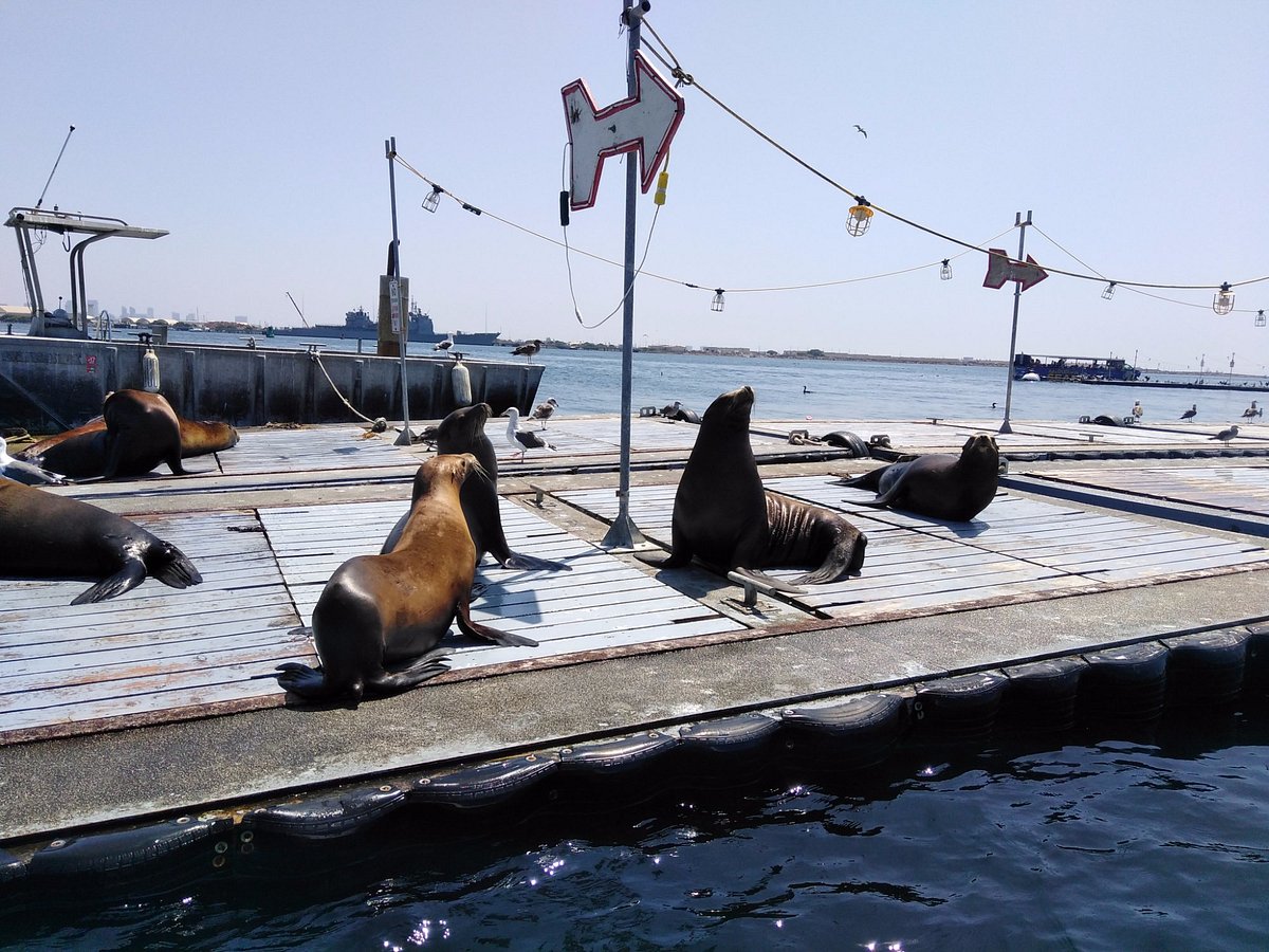 Where to See Seals in San Diego - San Diego Speed Boat Adventures