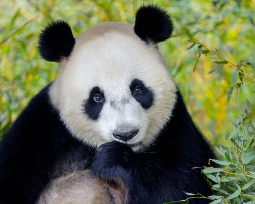 オランダの動物園 水族館 ベスト10 トリップアドバイザー