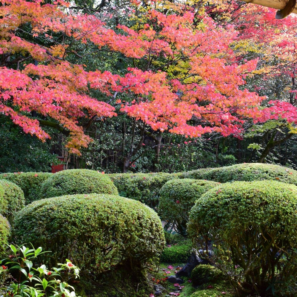 shisendo-temple-kyoto-japan-hours-address-attraction-reviews