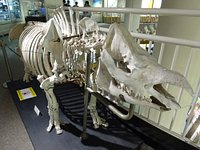21年 東北大学理学部自然史標本館 行く前に 見どころをチェック トリップアドバイザー 21年 東北大学理学部自然史標本館 行く前に 見どころをチェック トリップアドバイザー