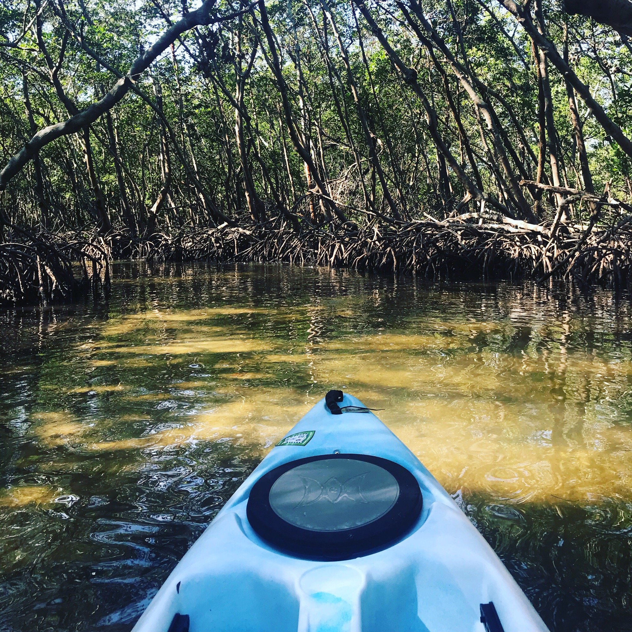 Kayaking SRQ Tours And Rentals (Sarasota) - 2023 Lo Que Se Debe Saber ...