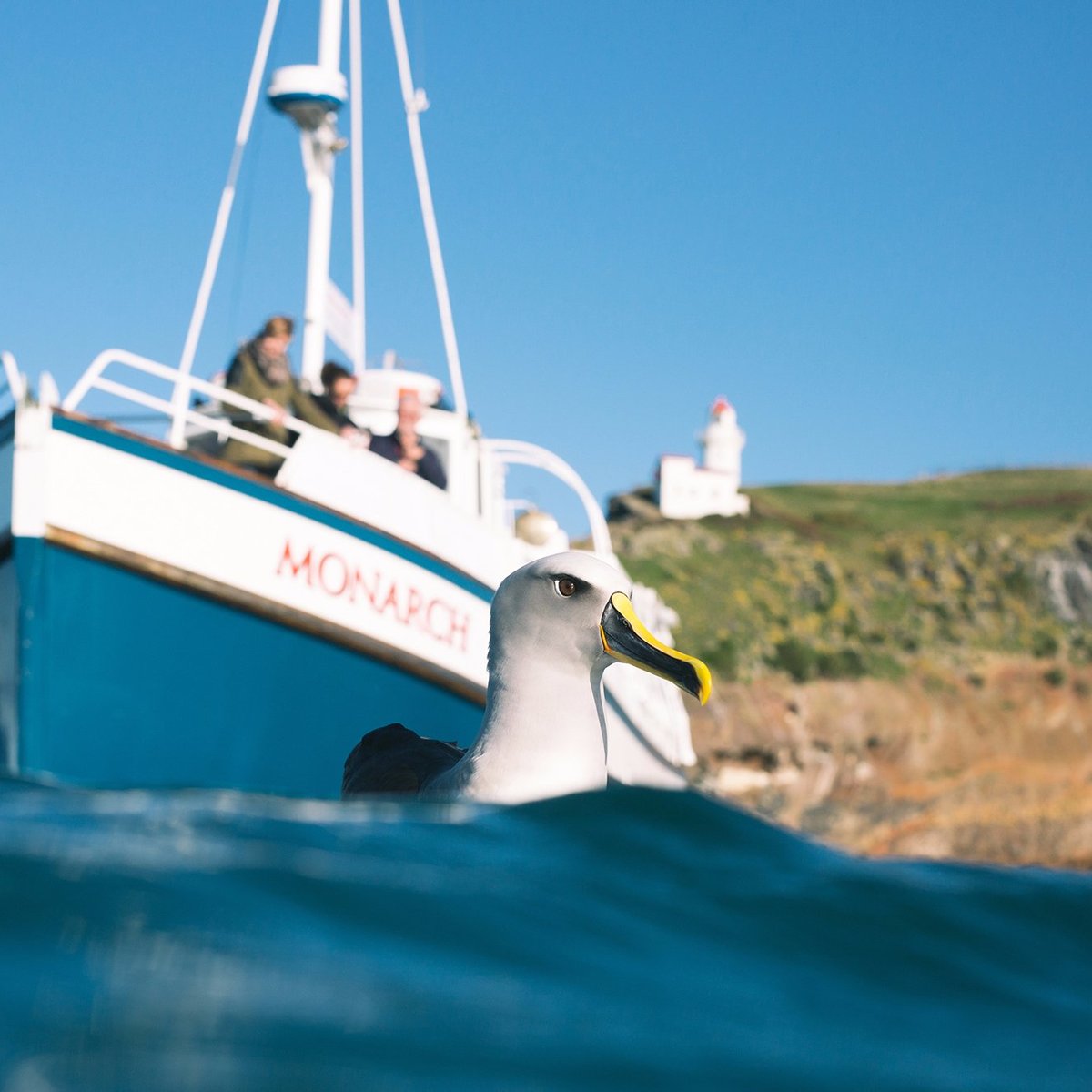 monarch wildlife tours dunedin