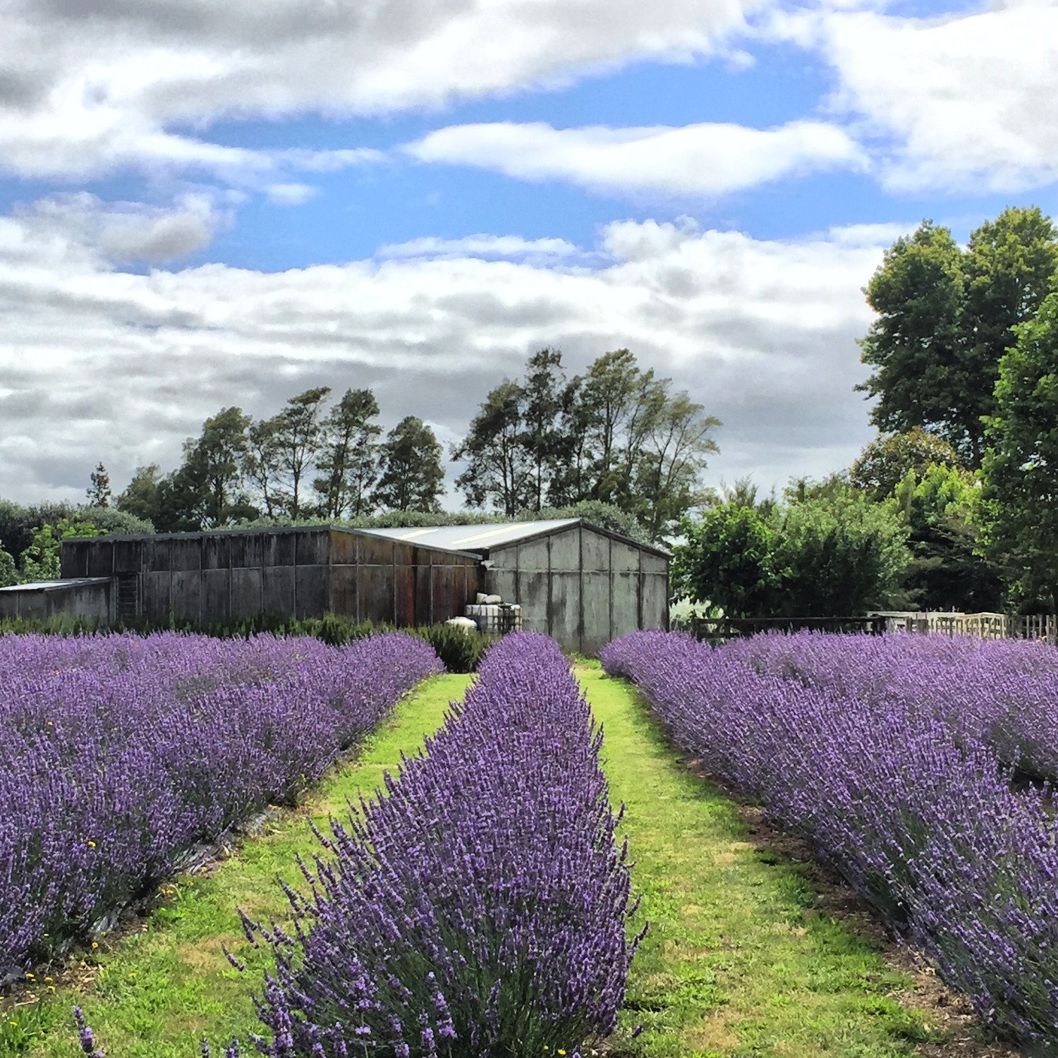 Lavender garden store