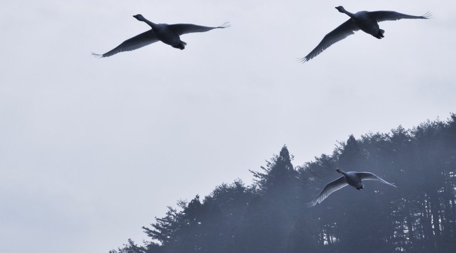 お部屋から白鳥が飛んで行く姿を楽しめます