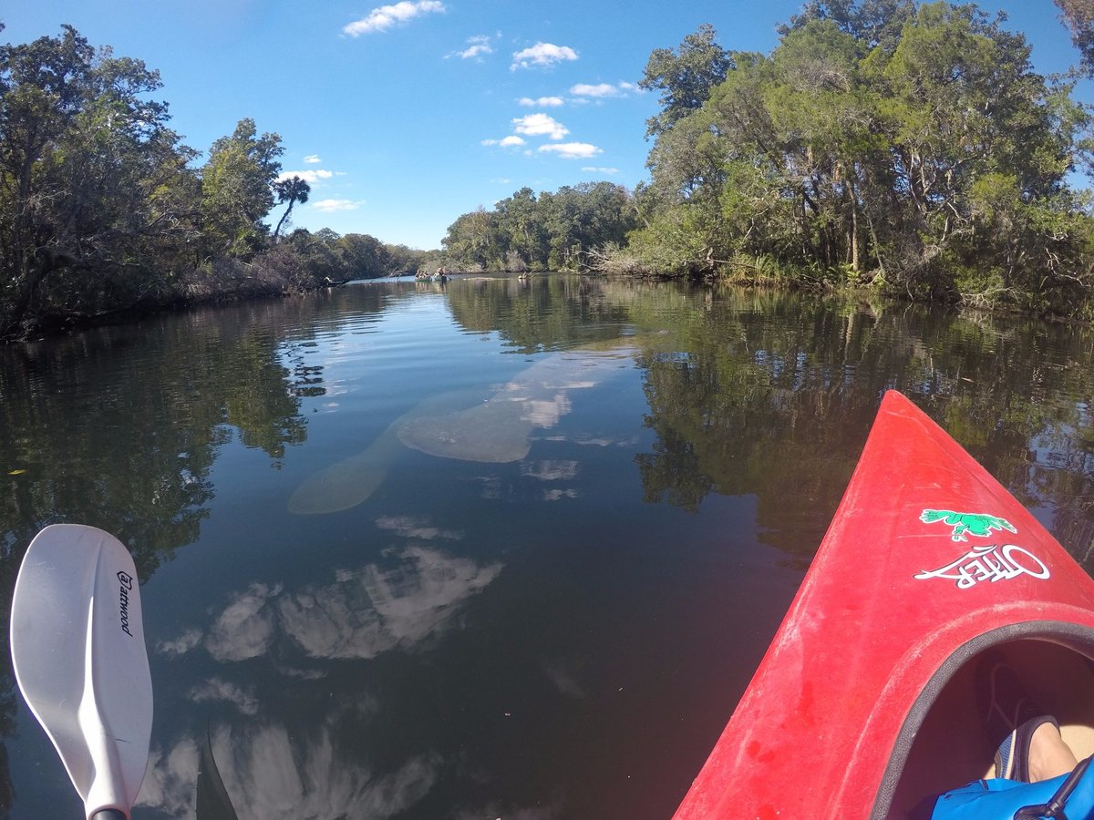 Kayak Karavan (Homosassa) All You Need to Know BEFORE You Go