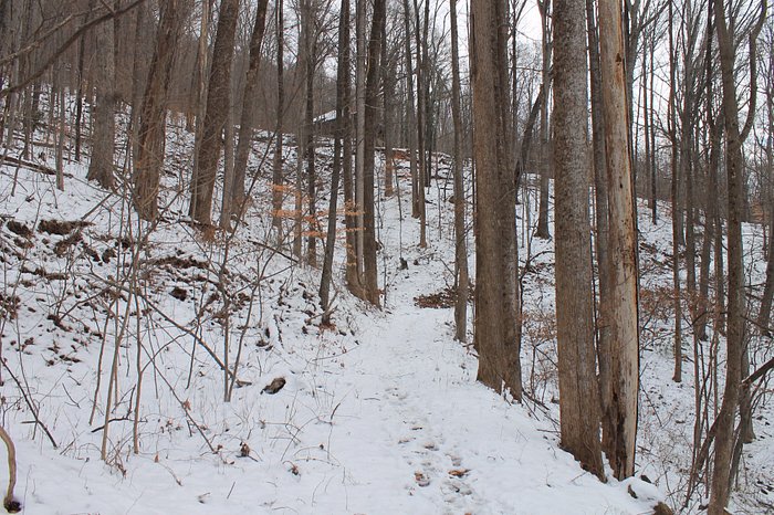 Norman Wilder Forest is a 185 acre protected forest on the slopes of Little Warrior Mountain. 