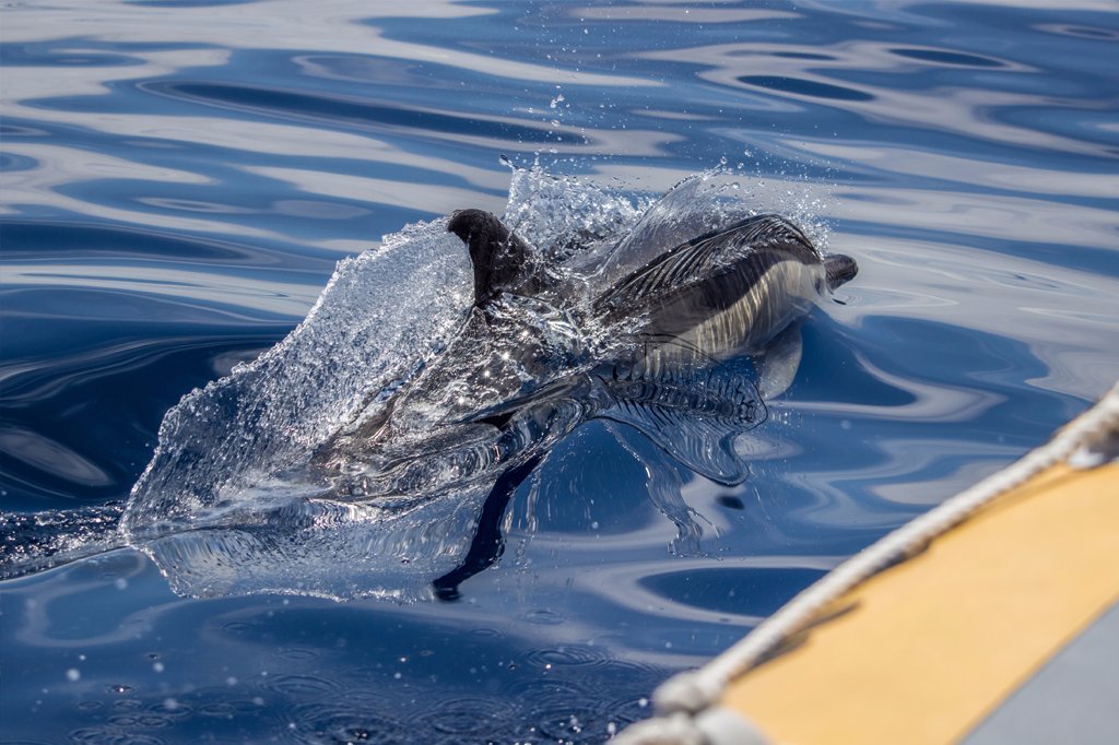 Dolphin & Whale Watching: Cruise Brazil to Azores