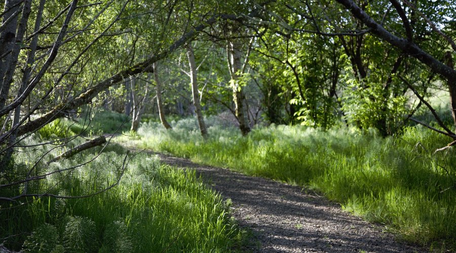 Alder Island Nature Trail