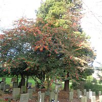 The Churchyard