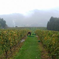 Vendimia, harvesting