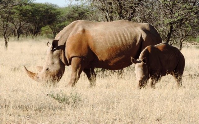 Rhino grazing peacefully