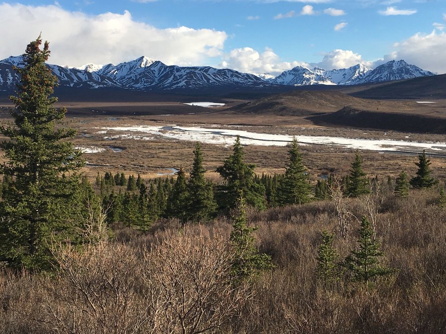 Escape to the Wild: Your Guide to Savage River Campground in Denali National Park