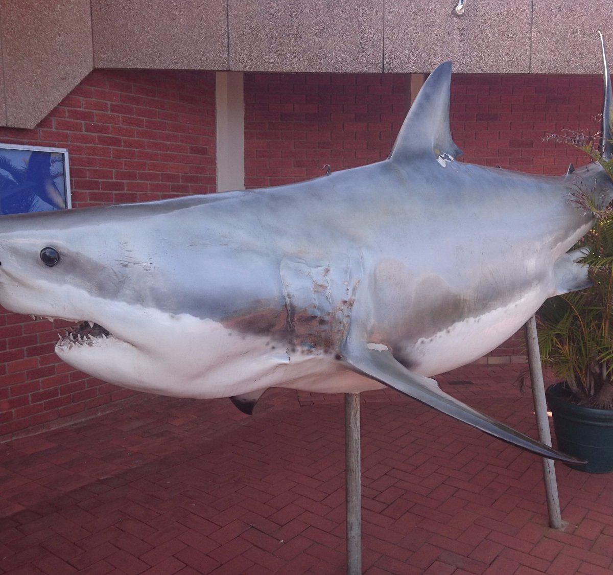 The Shark Cage - Picture of Kings Park Stadium, Durban - Tripadvisor