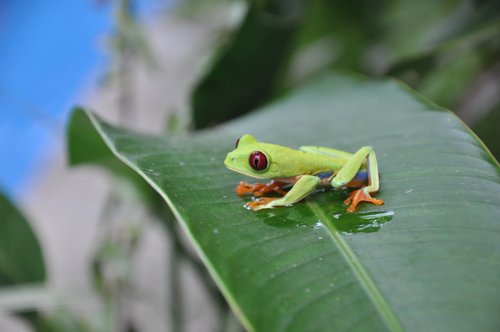 CABINAS IGUANA - Prices & Campground Reviews (Costa Rica/Cahuita)