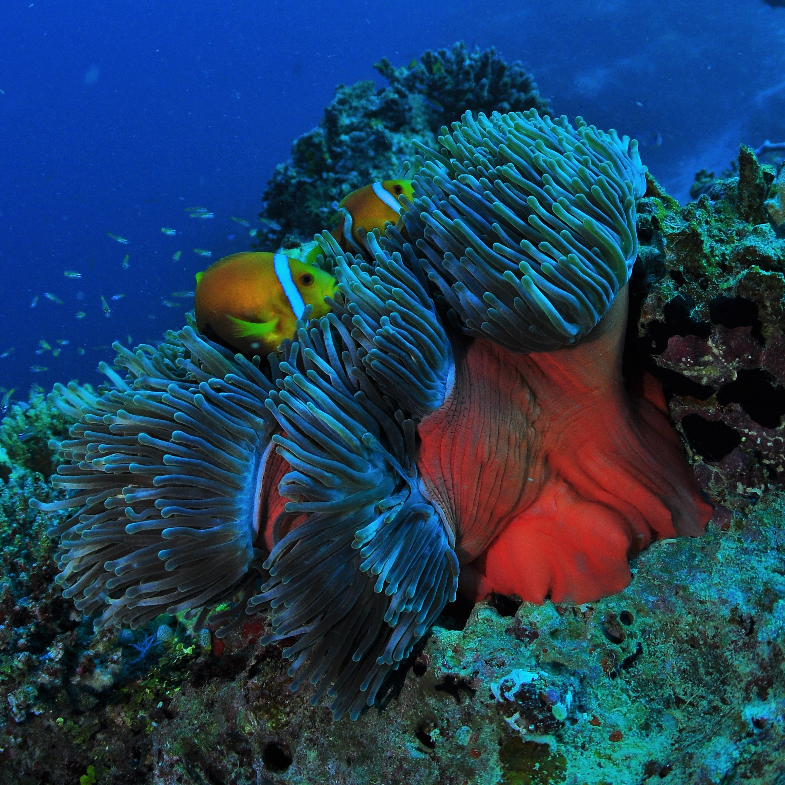 Maldives Urban Adventures Tripadvisor